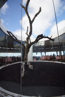 Lanzarote Feigenbaum Arrecife
