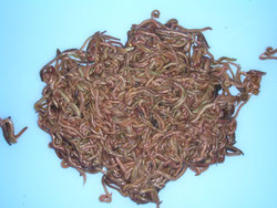 活エサ イソメ他 釣り餌問屋 総合卸会社 株式会社横溝商会 活エサ イソメ他 釣り餌問屋 総合卸会社 株式会社横溝商会