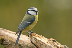 Blaumeise | Foto: Nabu | Moning