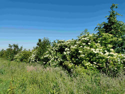Benjeshecke Rödinghausen Bieren | Foto: Nabu