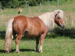 rotbraunes Pony mit heller lander Mähne auf einer Wiese