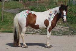 braun weiss geschecktes und angemaltes Pony steht auf einem Weg