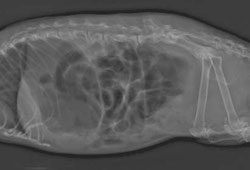 Aufgasung beim Degu / Seitenansicht eines fünf Jahre alten Degus mit großen Mengen Gas im Magen, Darm und Blinddarm