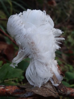 Cheveux de glace, Champ du Feu (photo Ugo)