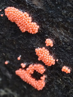 Hemitrichia decipiens, Provence (photo Ugo)