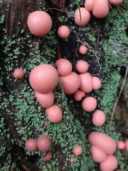 "Lycogala epidendrum", Vosges (photo Ugo)