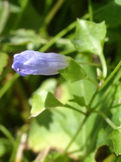 Wahlenbergia hederacea, Ariège (photo Ugo)