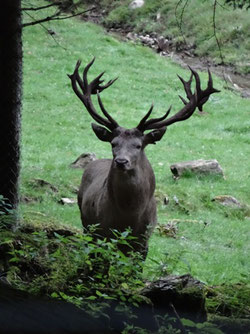 Cerf élaphe en période de brame (photo Ugo)