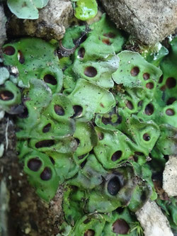 Solorina saccata, Pyrénées (photo Ugo)