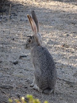 Lièvre de Californie, États-Unis (photo Ugo)