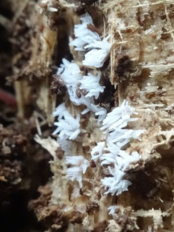 Ceratiomyxa fruticulosa, Vosges (Photo Ugo)