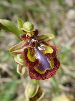 Ophrys speculum, Aude (photo Ugo)
