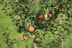 Apfelbaum mit reifen Äpfeln