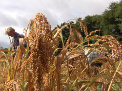 Récolte de millets en Vendée