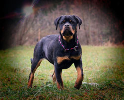 fine collar :), photo courtesy of               "ROTTWEILER VON DER KATZENTATZE" 