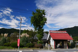 長瀞七草寺・尾花（すすき）の道光寺