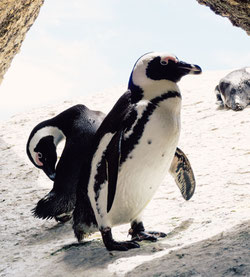 Pinguin Atypical Serien Filme Netflix Jungs 2020 Teenager Tipps Ideen