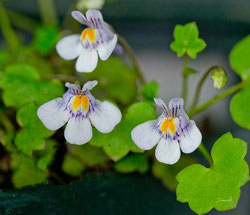 Mauer-Zimbelkraut Cymbalaria muralis  Naturgartenbalkon wildlife garden balcony native plants balcony through ivy-leaved toadflax Kenilworth ivy coliseum ivy Oxford ivy mother of thousands pennywort wandering sailor,