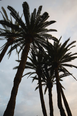 Palmen, Gran Canaria, photo: Anna Grünauer