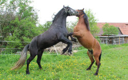 Foto: warlander-franken