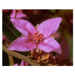 Australische Buschblüten Boronia Klarheit, Gelassenheit