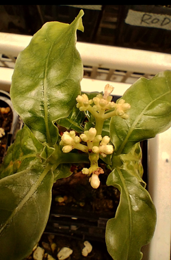 サイコトリア・アルバ(Psychotria Alba)