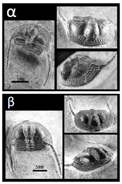  検証に使用した試料Cryptolithus