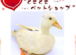 小さなアヒル コールダック｜インコとオウムのお部屋 - コールダック