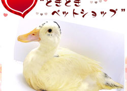 小さなアヒル コールダック｜インコとオウムのお部屋 - コール