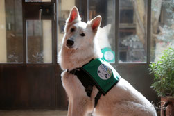 Lape, chien d'assistance pour diabétique. Crédit : ACADIA