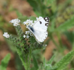 Pontia glauconome ©Marion Metzer
