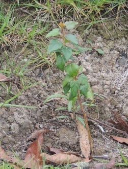 Raque (Vallea stipularis)