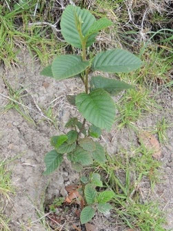 Aliso (Alnus acuminata)