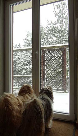 Wachhunde