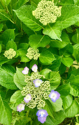 癒しの和エステ「心美」の庭の額紫陽花