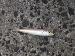 キスの釣り場　下関市山陰・日本海側