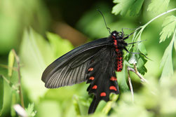 黒い蝶々