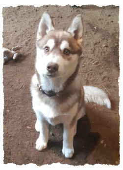 Chiot Husky Terrier à l'école pour chiots à Dax