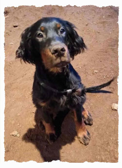 Chiot Setter Gordon à l'école pour chiots à Dax