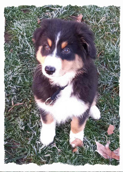 Chiot Border Collie à l'école pour chiots à Dax