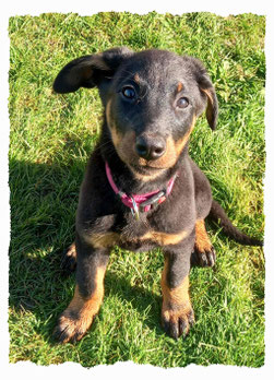 Chiot Beauceron à l'école pour chiots à Dax