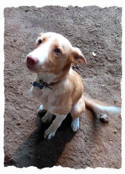 Chiot Galgo à l'école pour chiots à Dax