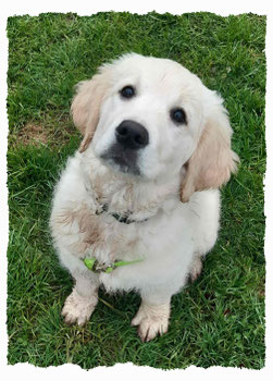 Chiot Golden Retriever à l'école pour chiots à Dax