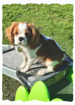 Chiot Cavalier King Charles à l'école pour chiots à Dax