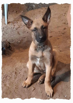 Chiot Berger Belge Malinois Terrier à l'école pour chiots à Dax