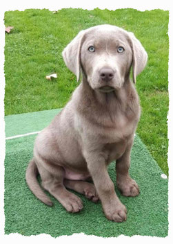 Chiot Labrador à l'école pour chiots à Dax