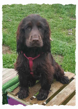 Chiot Cocker Spaniel à l'école pour chiots à Dax