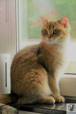 British Shorthair Mädchen Black Golden Tabby Ticked