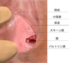 陰部 でき もの しこり