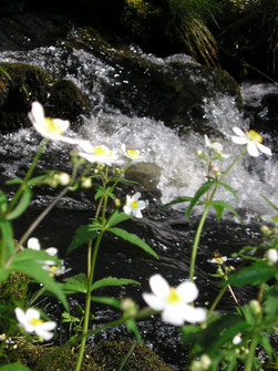 le ruisseau dans la vallée à la ferme des Ânes